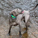 Un Braque de Weimar dans l'eau et portant un collier autour du cou