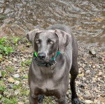 Un Braque de Weimar sur des gravillons et portant un collier autour du cou