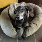 Un Braque de Weimar allong&eacute; dans un panier et semblant d&eacute;tendu