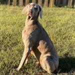 Un Braque de Weimar assis sur un terrain herbeux et regardant vers la cam&eacute;ra 