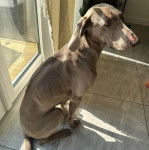 Un Braque de Weimar assis sur un sol carrel&eacute; et semblant d&eacute;tendu 