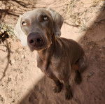 Un Braque de Weimar assis sur une surface sableuse