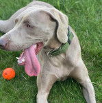 Un Braque de Weimar ayant la langue pendante et portant un collier autour du cou