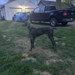 Un Braque de Weimar sur une surface gazonn&eacute;e et portant un collier autour du cou