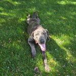 Un Braque de Weimar allong&eacute; sur un terrain herbeux et ayant la langue pendante 