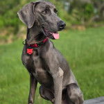 Un Braque de Weimar tirant la langue et portant un collier autour du cou