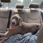 Un Braque de Weimar tirant la langue et qui est tenu en laisse