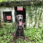 Un Braque de Weimar ayant la langue pendante et qui est tenu en laisse