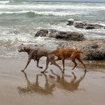 Deux Braque de Weimar marchant sur une surface sableuse 