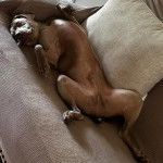 Un Braque de Weimar allong&eacute; sur un canap&eacute; et regardant vers la cam&eacute;ra 