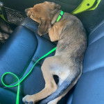 Un Braque de Weimar allong&eacute; sur le si&egrave;ge d'une voiture et qui est tenu en laisse 