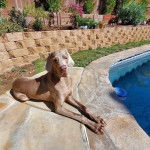 Un Braque de Weimar allong&eacute; devant une piscine et semblant d&eacute;tendu