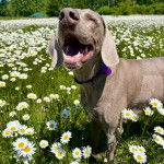 Un Braque de Weimar sur un terrain herbeux et portant un collier autour du cou