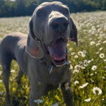 Un Braque de Weimar ayant la gueule ouverte et portant un collier autour du cou
