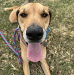 Un Braque de Weimar tirant la langue et qui est qui est tenu en laisse