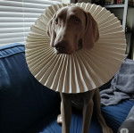 Un Braque de Weimar assis sur un canap&eacute; et portant un carcan