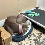 Un Braque de Weimar allong&eacute; dans un panier et portant un collier autour du cou