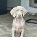 Un chiot Braque de Weimar assis sur un sol carrel&eacute; et regardant vers la cam&eacute;ra 