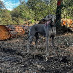 Un Braque de Weimar sur un terrain herbeux et portant un collier autour du cou