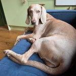 Un Braque de Weimar allong&eacute; sur un canap&eacute; 