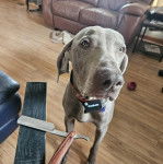 Un Braque de Weimar sur un plancher et portant un collier autour du cou