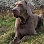 Un Braque de Weimar allong&eacute; sur une surface herbac&eacute;e et portant un collier autour du cou