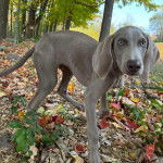 Un Braque de Weimar sur un sol jonch&eacute;s de feuilles mortes 