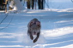 Un Braque de Weimar courant sur une surface enneigée 