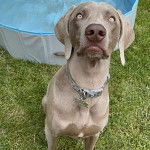 Un Braque de Weimar assis sur une surface gazonn&eacute;e et portant un collier autour du cou