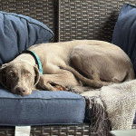 Un Braque de Weimar allongé sur un canapé et portant un collier autour du cou