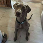 Un Braque de Weimar assis sur un sol carrelé et portant un collier autour du cou