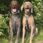 Deux Braque de Weimar assis sur une surface gazonnée et portant tous deux un harnais 