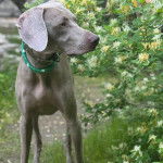 Un Braque de Weimar sur une surface herbacée et portant un collier autour du cou