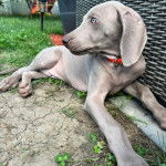 Un Braque de Weimar allongé et portant un collier autour du cou