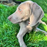 Un Braque de Weimar allongé sur une surface herbacée