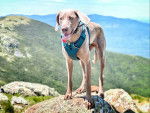 Un Braque de Weimar sur un rocher et portant un harnais 