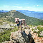 Un Braque de Weimar portant un harnais et ayant la gueule ouverte 