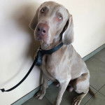 Un Braque de Weimar assis sur un sol carrelé et qui est tenu en laisse