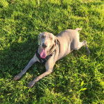 Un Braque de Weimar ayant la langue pendante et portant un harnais 