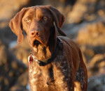 aqua - Braque de Weimar (7 ans)