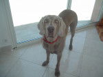 Sacha - Braque de Weimar Mâle (7 ans)