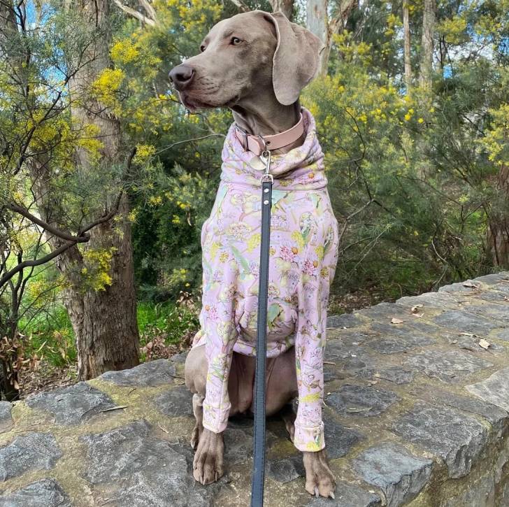 Un Braque de Weimar portant un habit pour chien et un collier autour du cou