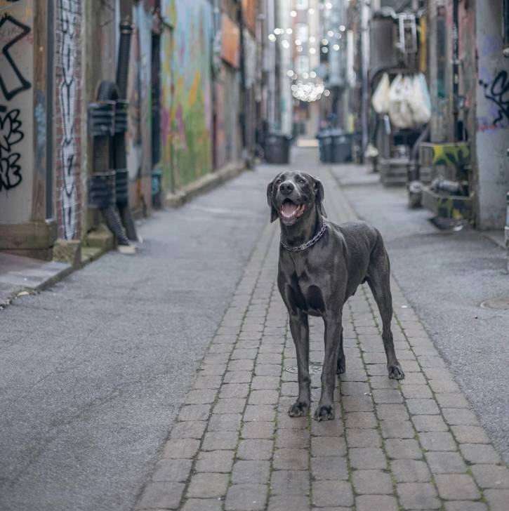 Un Braque de Weimar dans une ruelle et portant un collier autour du cou
