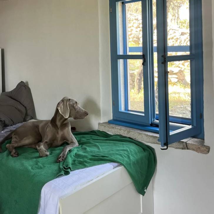 Un Braque de Weimar allongé sur un lit 