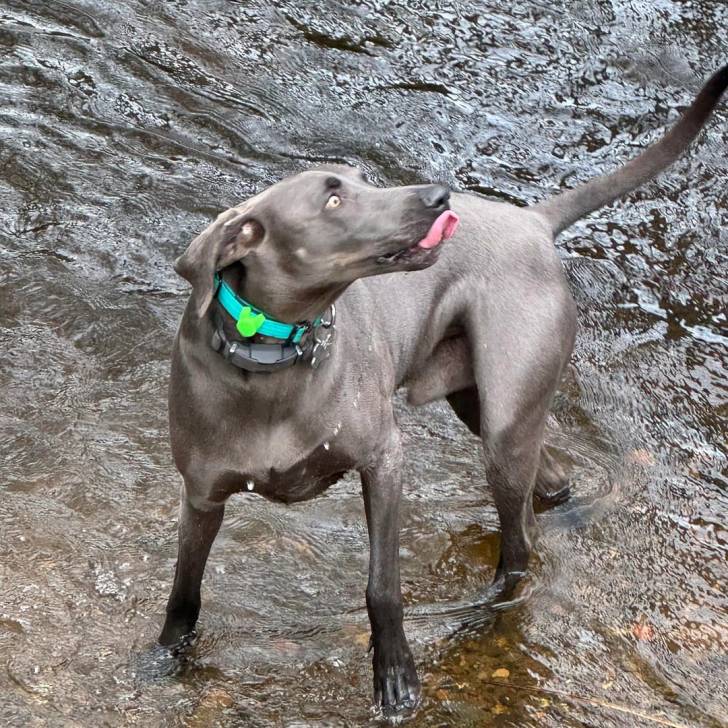 Un Braque de Weimar dans l'eau et portant un collier autour du cou