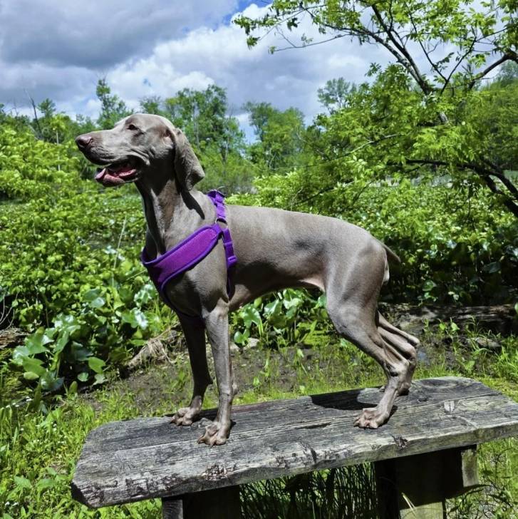 Un Braque de Weimar sur un banc en bois et portant un harnais 
