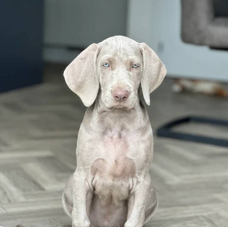 Un chiot Braque de Weimar assis sur un sol carrelé et regardant vers la caméra 