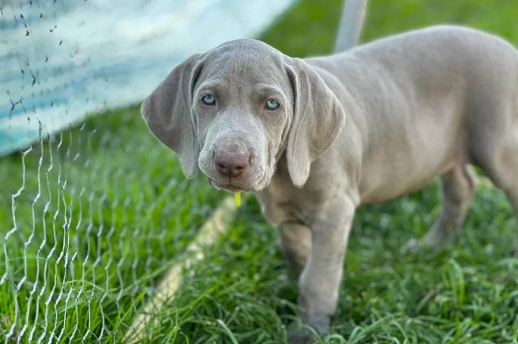 Un chiot Braque de Weimar sur une surface herbacée 