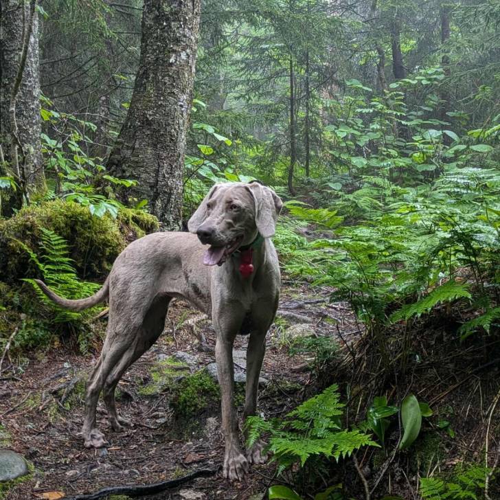 Un Braque de Weimar dans une forêt et tirant la langue 