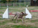 sacha et son agility - Braque de Weimar Mâle (8 ans)